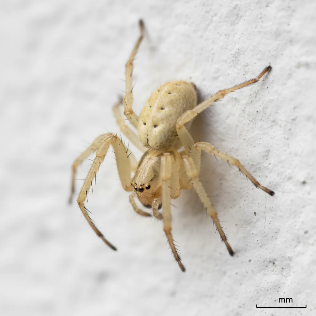 Yellow Sac Spider (Cheiracanthium inclusum) β Iowa pest